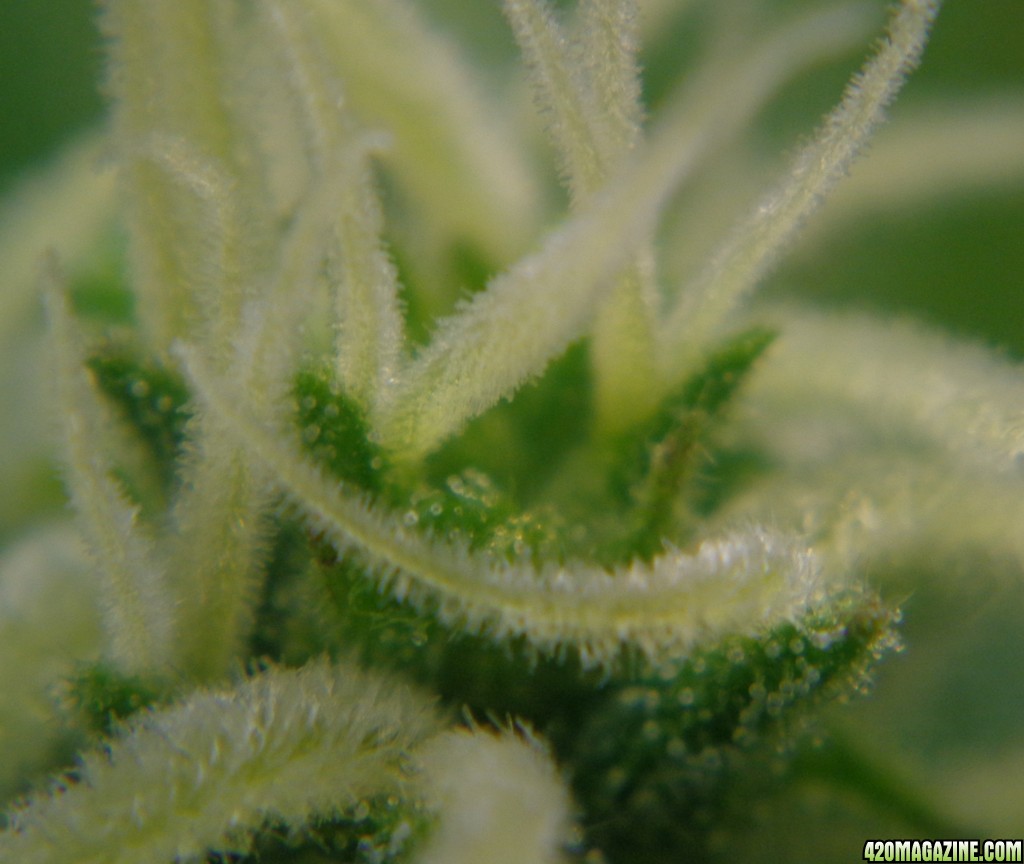 Trichs4_2-9-14.jpg