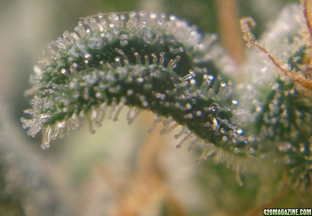 Trichs_12-18.jpg