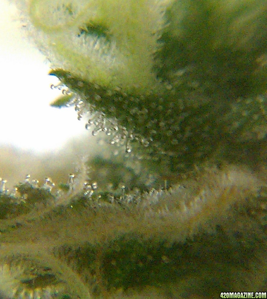 Trichs_12-7-13.jpg