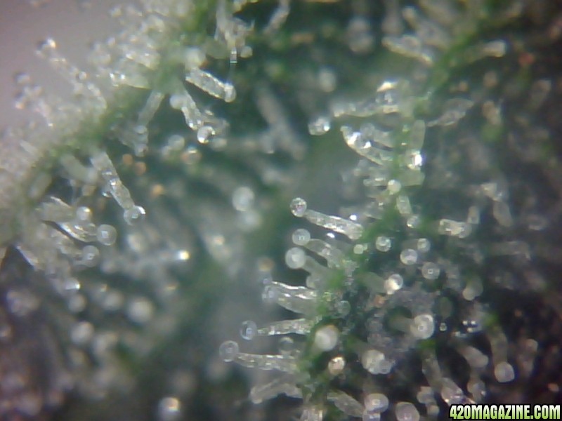 Trichs_15.jpg