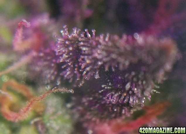 Trichs_16.jpg