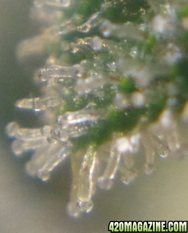 Trichs_2_12-18_Day_61_flower.jpg