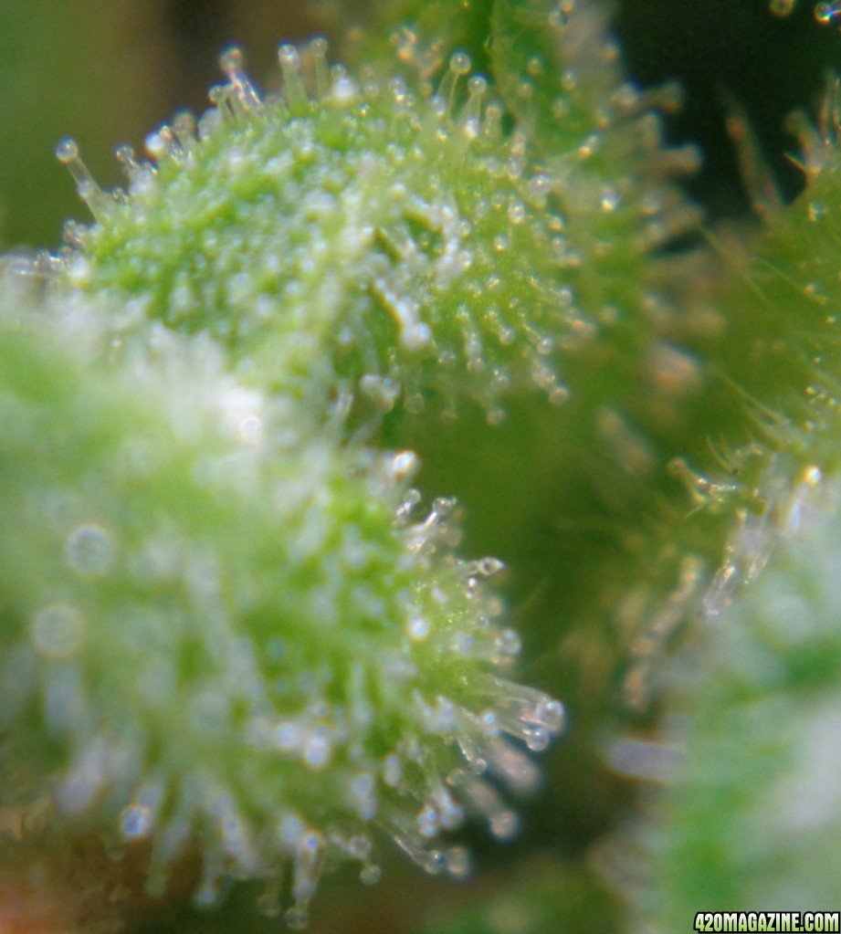 Trichs_Lower_Buds_3-22-14.jpg