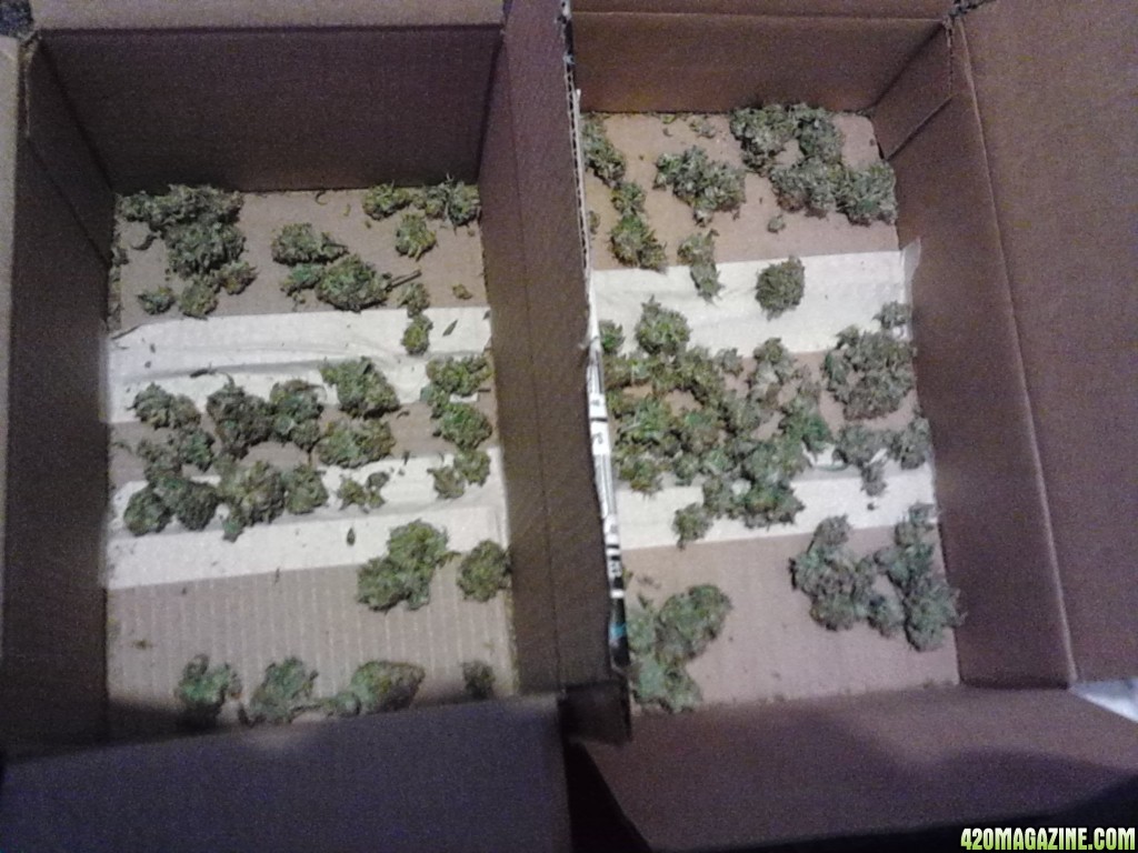 Truthband_Clone_1_harvest.jpg