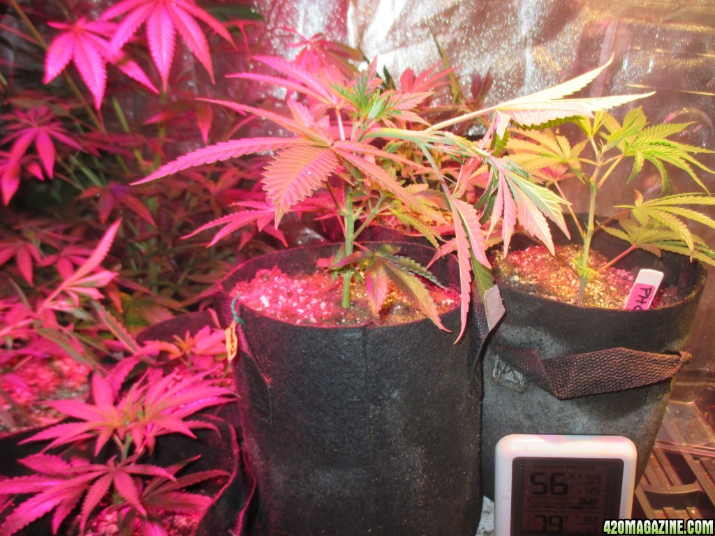 Veg_Clones_in_soil_lst_one_gal_pouch.jpg