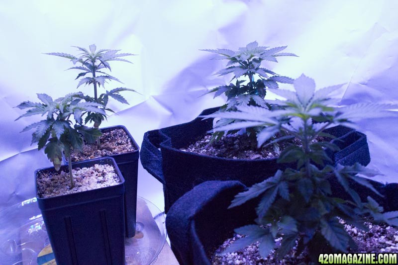 WW_Grow_10_4_16-14.jpg