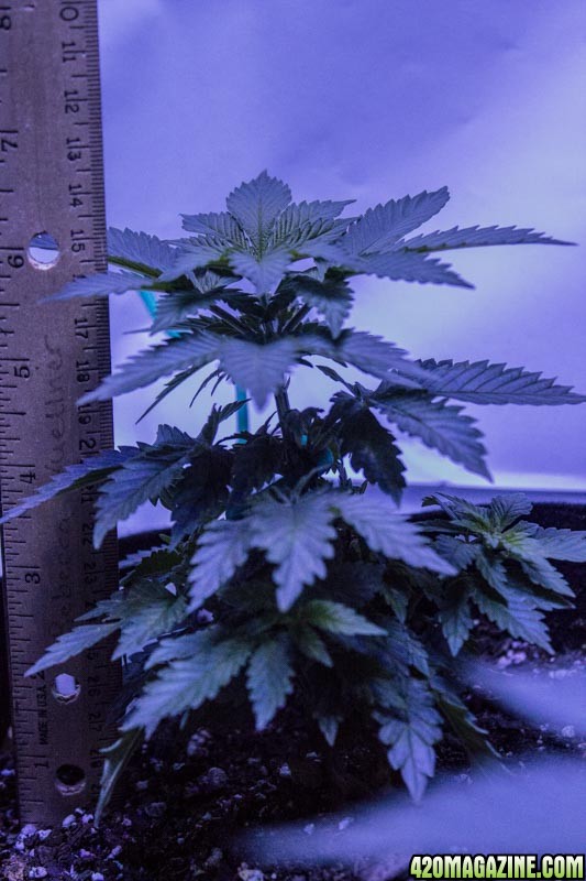 WW_Grow_10_4_16-4.jpg