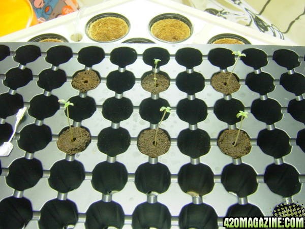 WWseedlings3day11.jpg