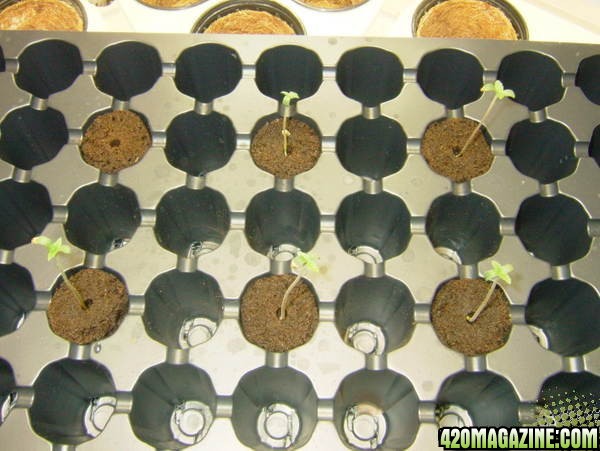 WWseedlings3day31.jpg