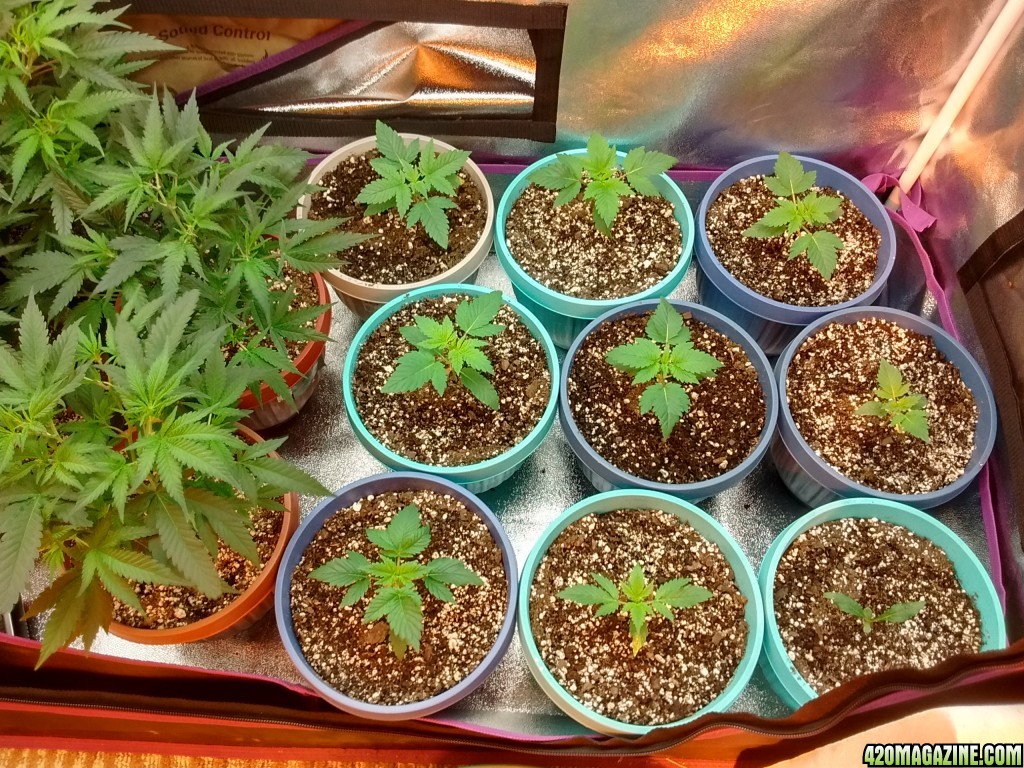 WWxBB_seedlings.jpg