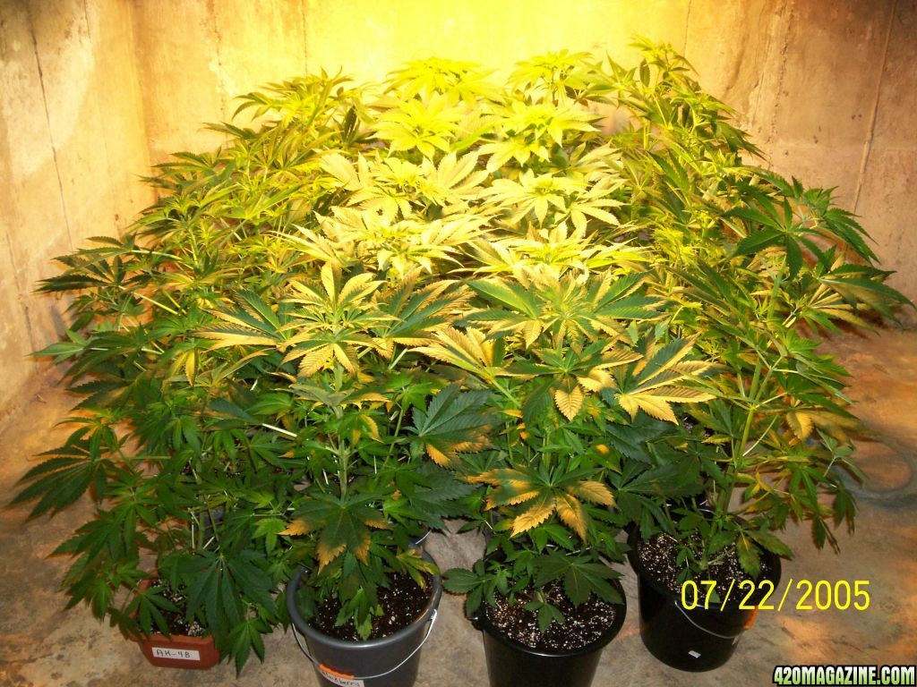 Week_1_Flowering_AK-48_Blackberry_ICE_N_Y_P_D_003.JPG