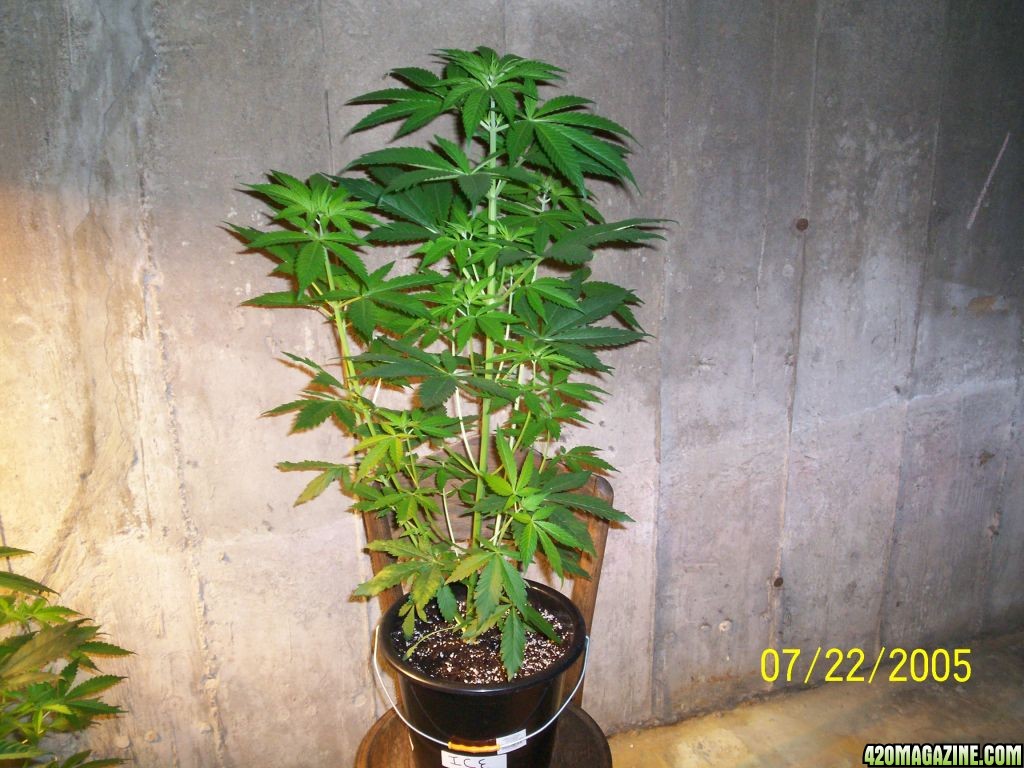 Week_1_Flowering_AK-48_Blackberry_ICE_N_Y_P_D_008.JPG