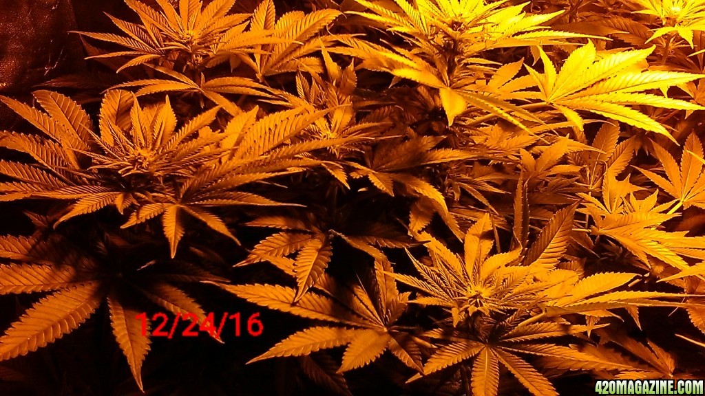 Week_3_flower_12-24-16_bud1.JPG