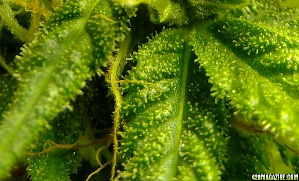 WhatAreTrichomes.jpg