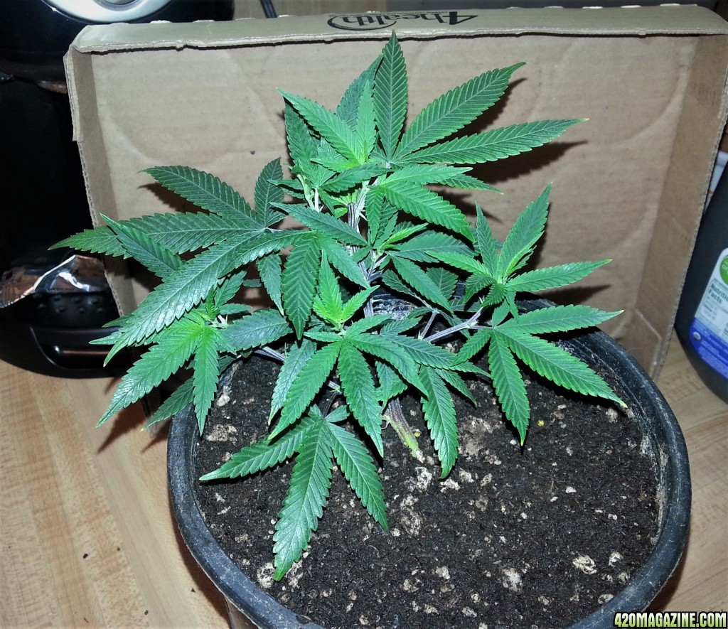 White_Widow66.jpg