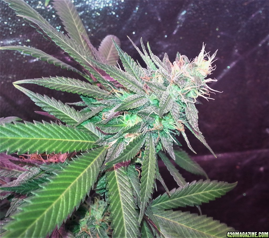 White_Widow67.jpg