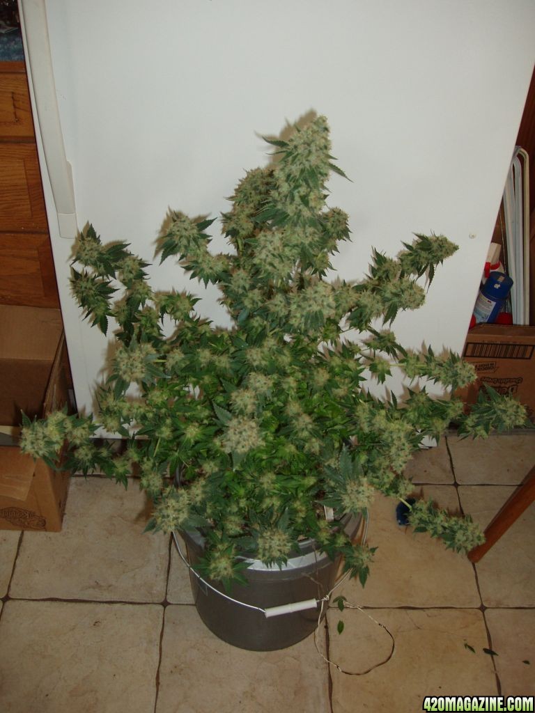 White_Widow_32.jpg