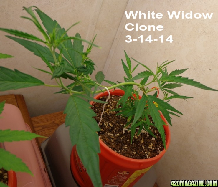 White_Widow_CLone_3-14.jpg