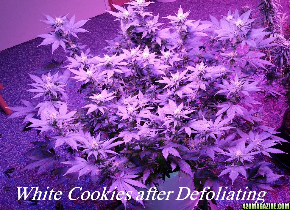 White_cookies_11-10.jpg