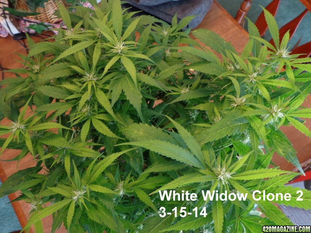 White_widow_clone_2_3-15.jpg