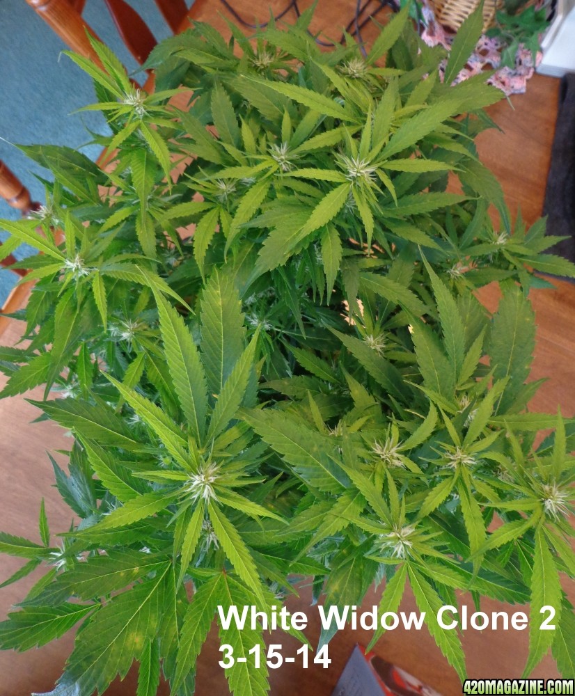 White_widow_clone_two_3-15.jpg