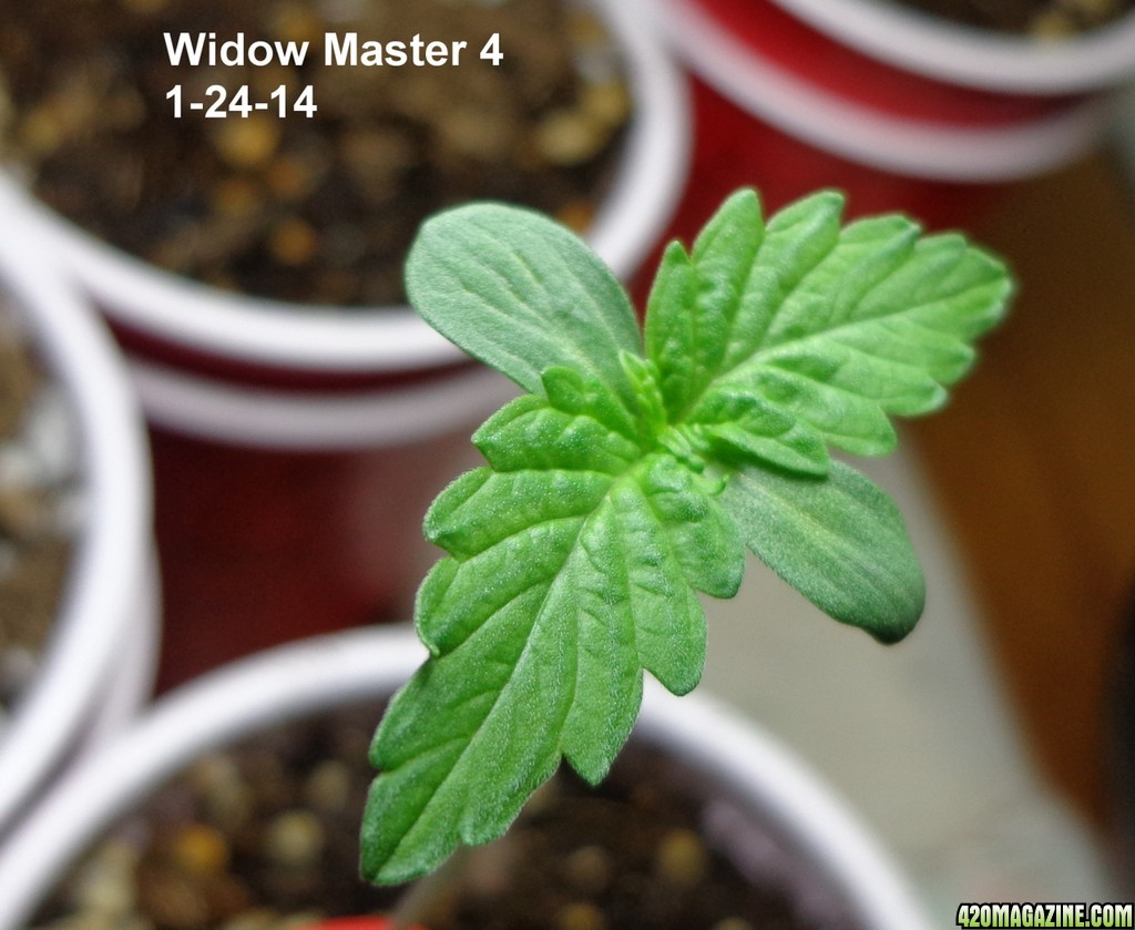 Widow_Master_4_1-24.jpg