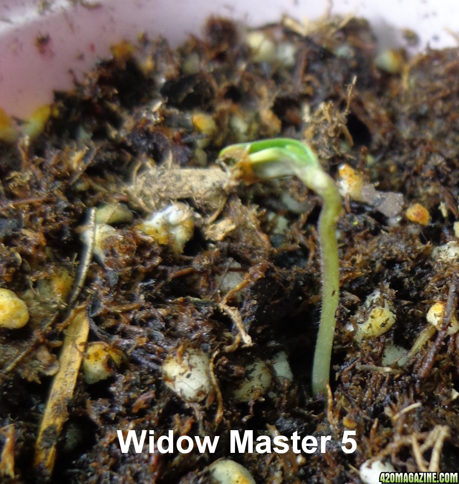 Widow_Master_5_1-24-14.jpg