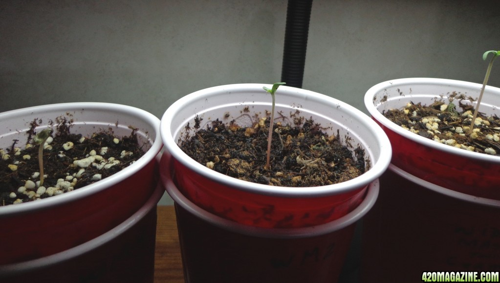 Widow_Master_seedlings_1-19-2014.jpg