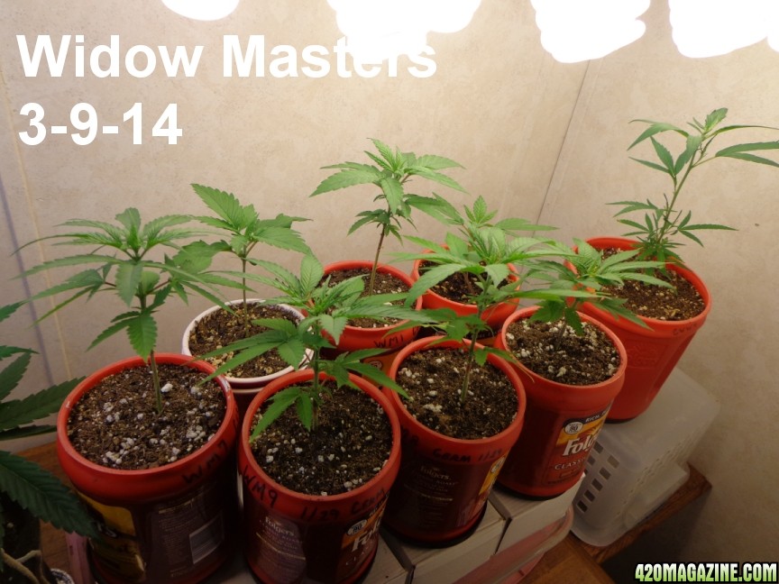 Widow_Masters_3-9-14.jpg