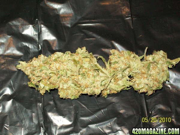 XJ-13_nug_of_the_month_005_600x449.jpg