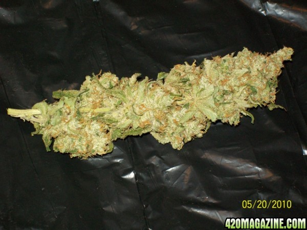 XJ-13_nug_of_the_month_011_600x449.jpg