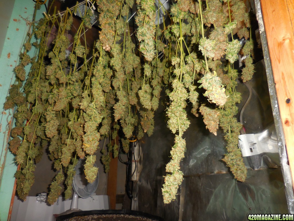 XXblueberry_twist_harvest_008.jpg