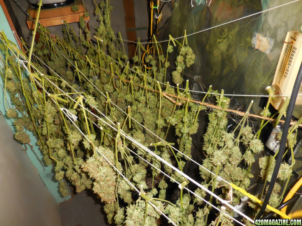 XXblueberry_twist_harvest_009.jpg