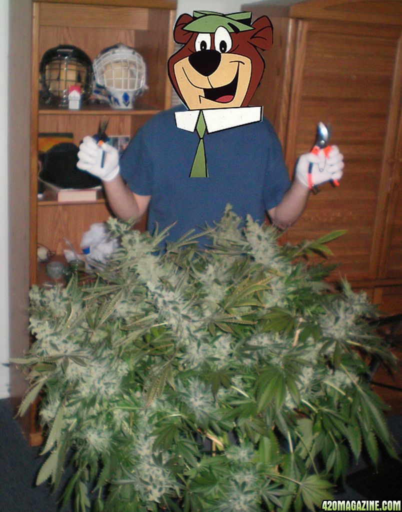 YOGI-BONER-HARVEST1.jpg