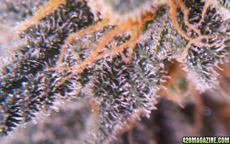 afghan_kush_trichs_1.jpg