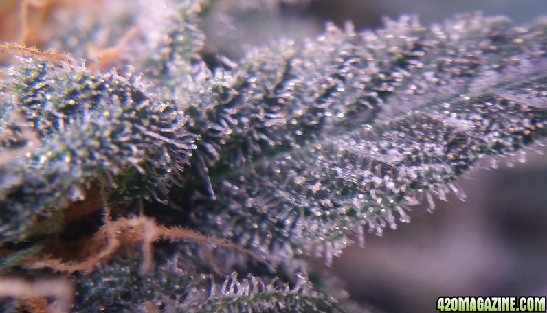 afghan_kush_trichs_2.jpg