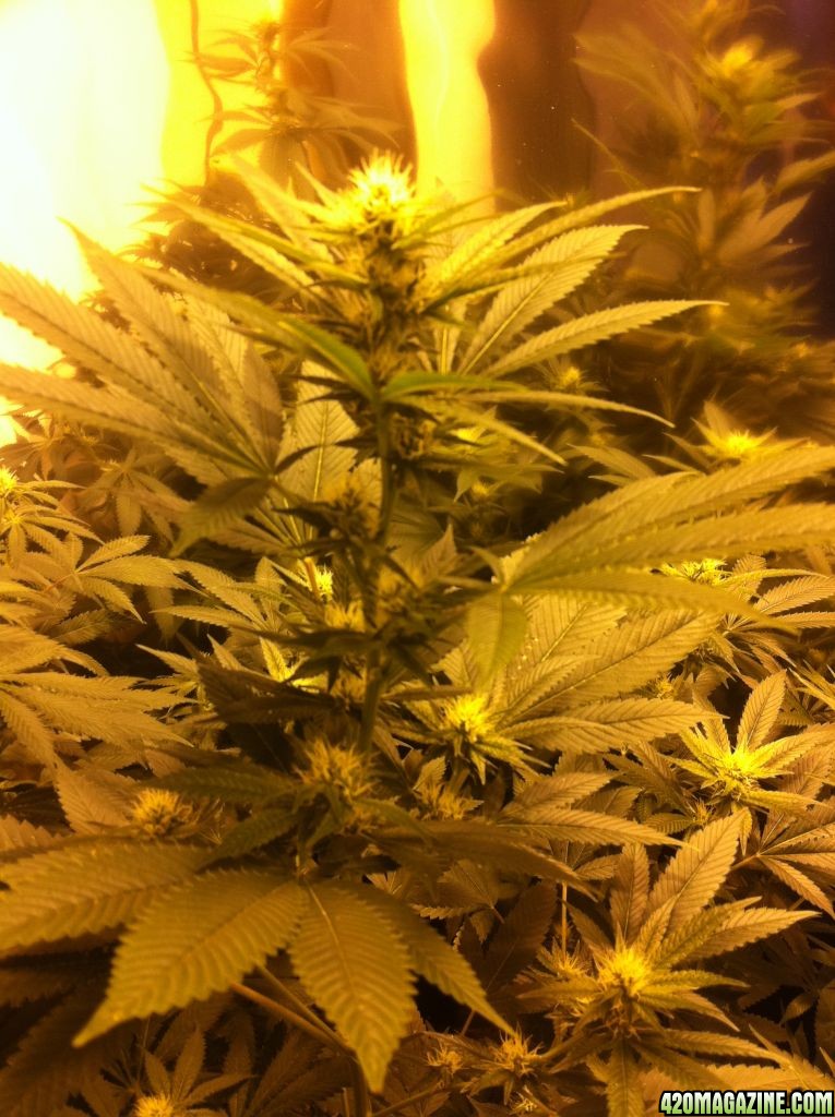 afghani_day_61_23_fl_.JPG