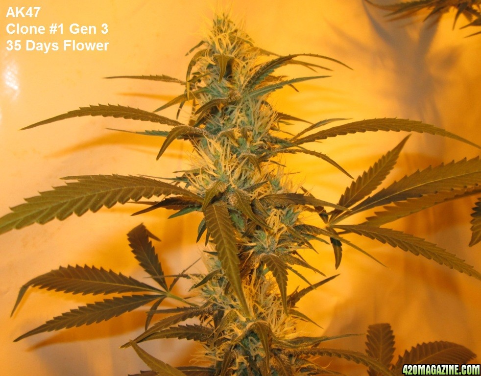 ak47-girl1-35DaysF.JPG