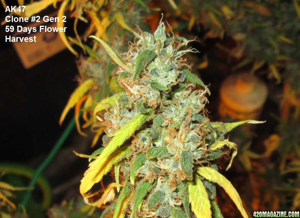 ak47-girl2b-59DaysF-Harvest.JPG