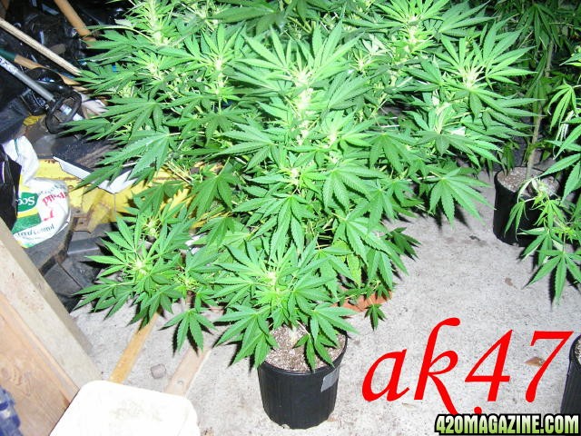 ak472gallon.jpg