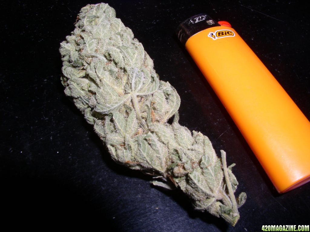 amnesia_haze_005.jpg