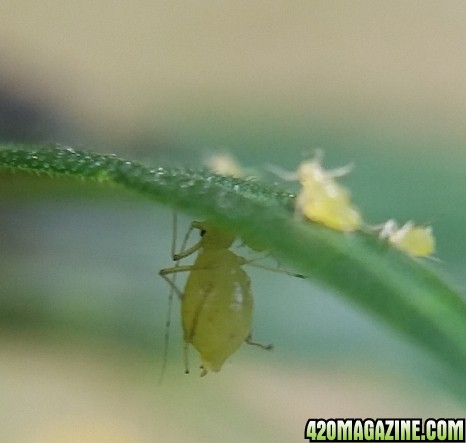 aphids_10.jpg