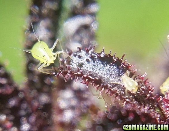 aphids_13.jpg