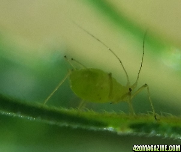 aphids_4.jpg