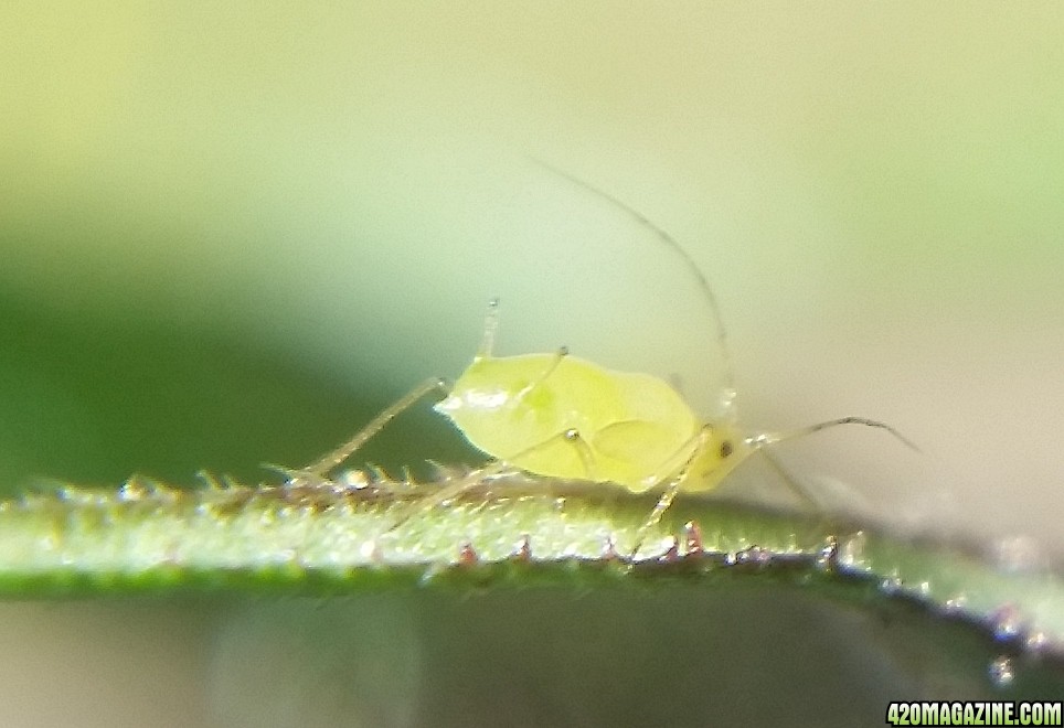 aphids_5.jpg