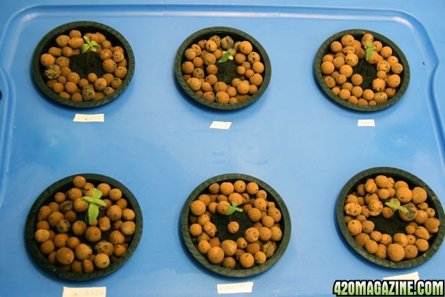 aug_23_seedlings.jpg