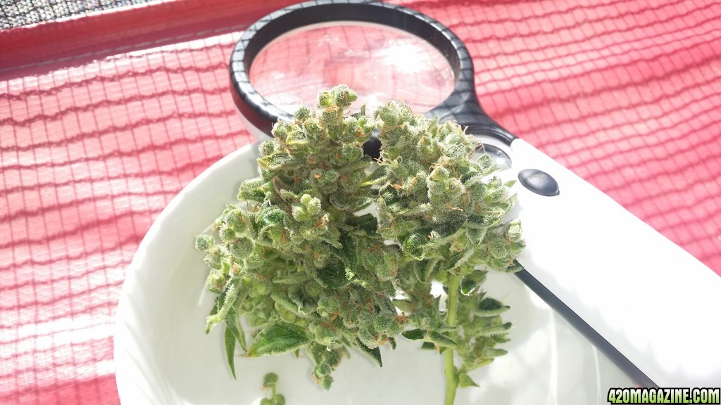 auto_day_76_sd1_bud_clip_harvest.jpg