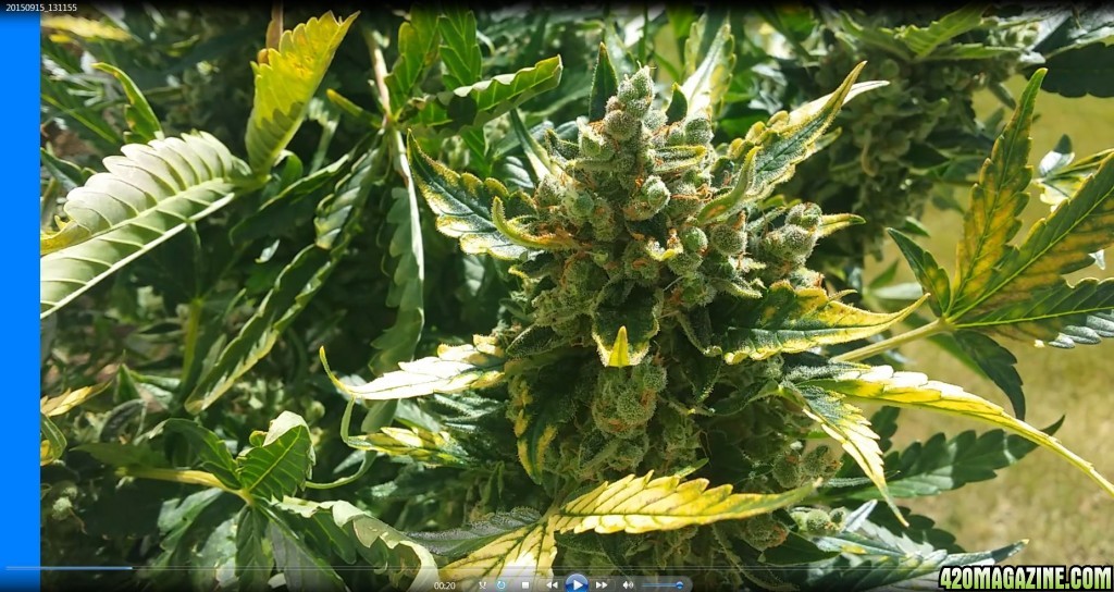 auto_day_76_sd1_bud_closeup.JPG