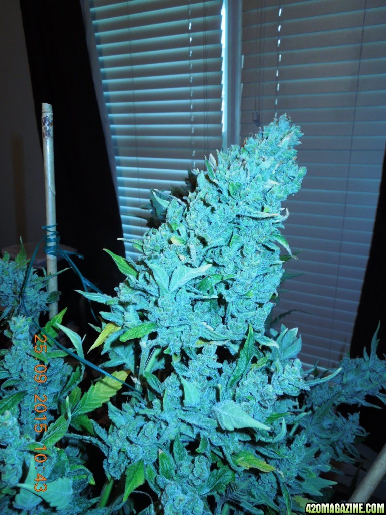 auto_day_86_sd3_bud_pic.jpg