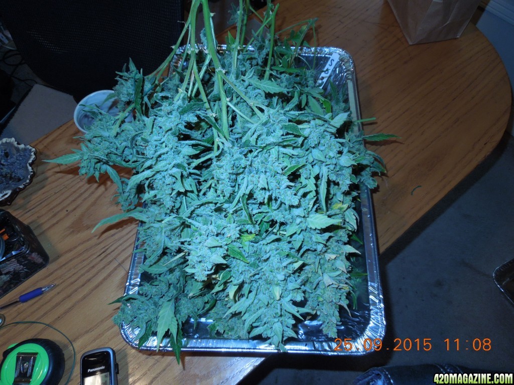 auto_day_86_sd3_harvest_buds.jpg